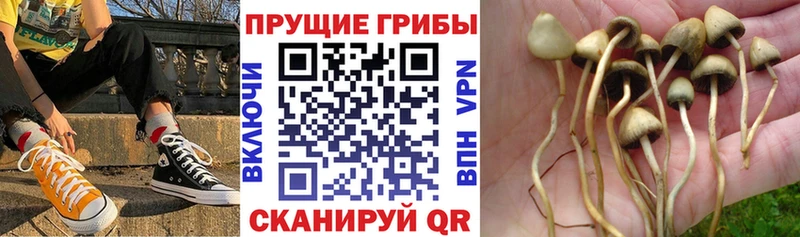 hydra маркетплейс продажа наркотиков Боровичи Псилоцибиновые грибы Psilocybine cubensis